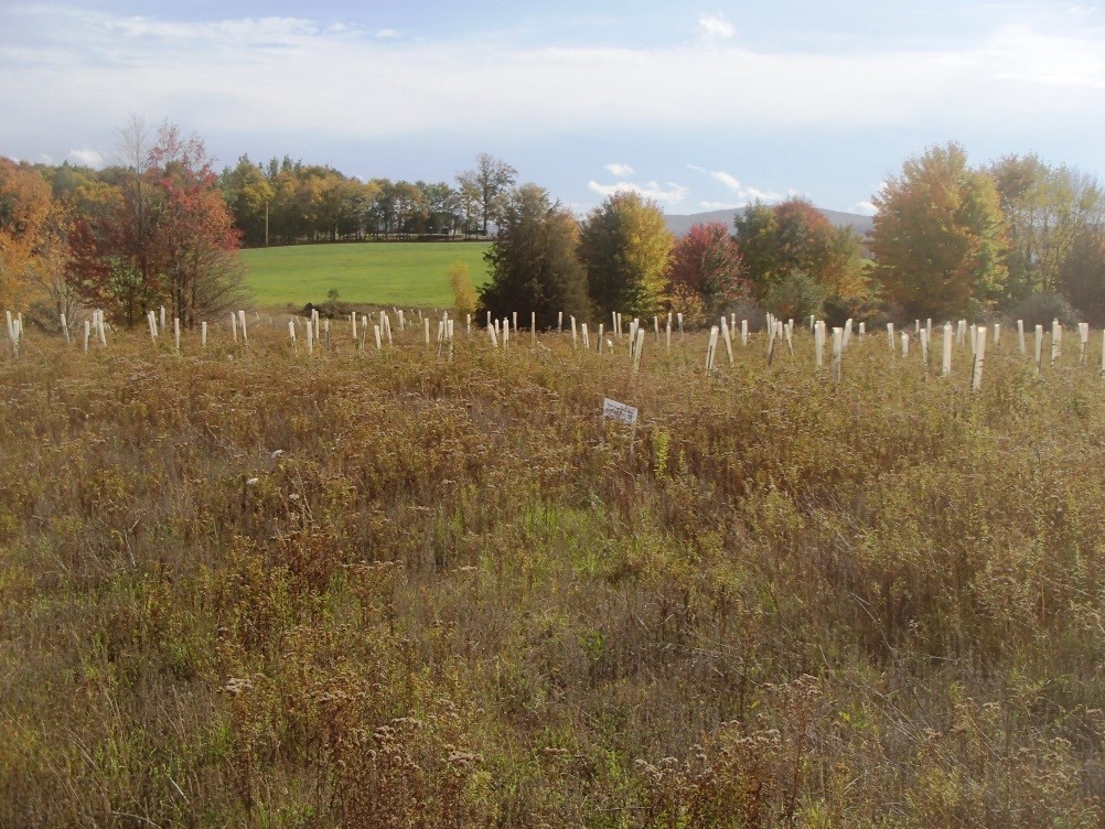 On-site Wetland Enhancement