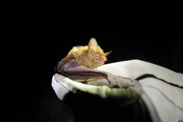 The northern long-eared bat, Myotis septentrionalis